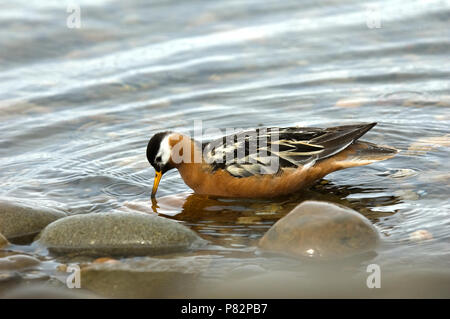 Nach vrouwtje Rosse Franjepoot; Erwachsene weibliche Grey Phalarope Stockfoto