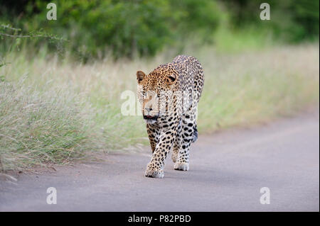 Leopard auf der Teerstrasse Bush im Kruger Stockfoto