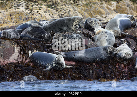 Rustende Grijze Zeehonden, Graue Dichtungen Stockfoto