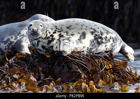 Rustende Grijze Zeehonden, Graue Dichtungen Stockfoto