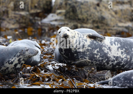 Rustende Grijze Zeehonden, Graue Dichtungen Stockfoto