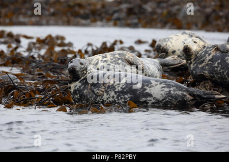 Rustende Grijze Zeehonden, Graue Dichtungen Stockfoto