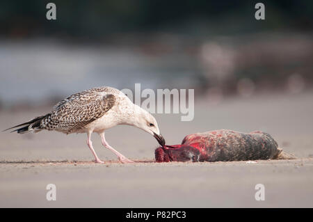 Grijze zeehond, Kegelrobbe Halichoerus grypus, kegelrob Stockfoto