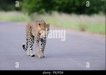 Leopard auf der Teerstrasse Bush im Kruger Stockfoto