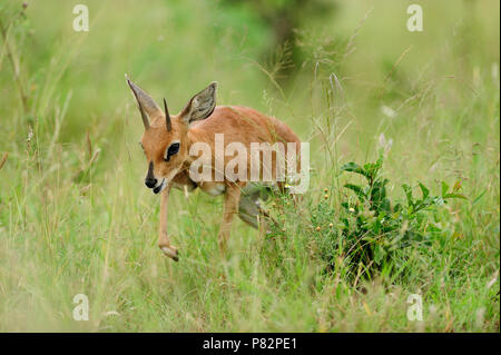 Steinböckchen, Steinbock portrait Stockfoto