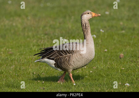 Graugans auf Gras, Grauwe Gans staand op Gras Stockfoto