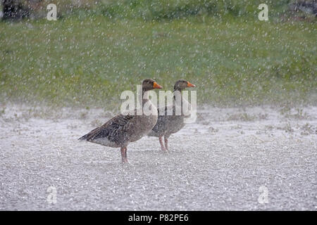 Graugans im Wasser bei starkem Regen; Grauwe Gans staand in Wasser tijdens hevige regenbui Stockfoto