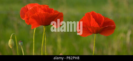 Klaproos; Stachelige Mohn Stockfoto