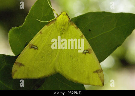 Brimstone Schmetterling auf Blatt Luxemburg, Hagedoornvlinder op blad Luxemburg Stockfoto