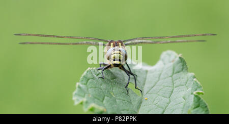 Glassnijder, behaart, Dragonfly, Euproctis similis Stockfoto