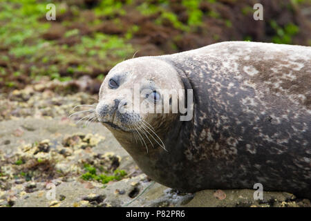 Gewone Zeehond (ondersoort richardsi) op het Strand in La Jolla Kalifornien, Hafen Dichtung (unterart richardsi) am Strand von La Jolla Kalifornien Stockfoto