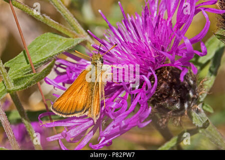 Weibliche Essex Skipper (Thymelicus Lineola) Fütterung auf flockenblume Stockfoto