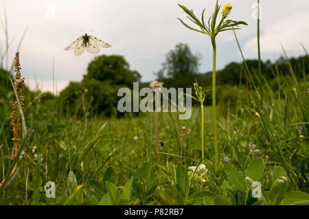 Zwarte Apollovlinder bloemenveld vliegend Boven, Verdüsterte Apollo oben Feld fliegen mit Blumen Stockfoto