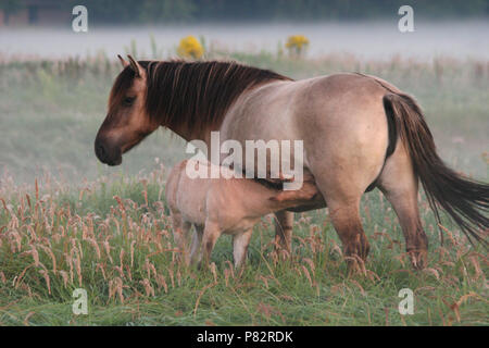 Konikpaard als Grazer in Natuurgebied; wilde Pferd als Grazer im Naturschutzgebiet Stockfoto