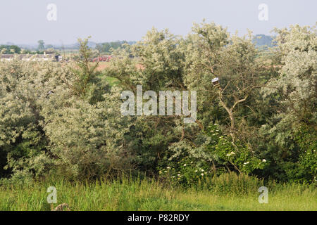 In valkennestkast Hortobay; Falcon Nistkasten bei Hortobagy Stockfoto