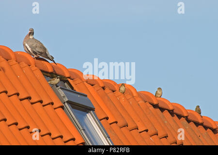 Haussperling und Ringeltaube thront auf dem Dach eines Hauses; Huismus en Houtduif zittend op Dak van een Huis Stockfoto