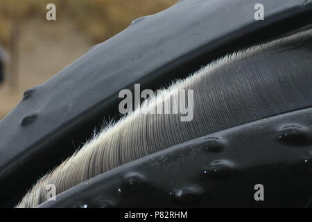 Aangespoelde Bultrug; Buckelwal gewaschen an Land Stockfoto