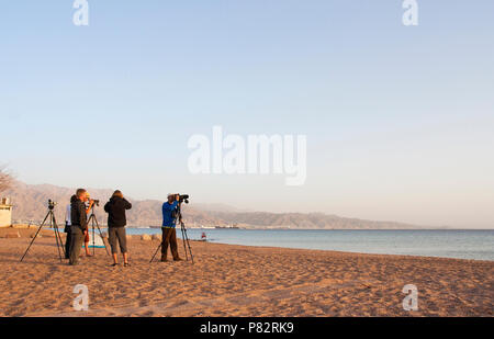 Vogelbeobachter am North Beach, Eilat, Israel Stockfoto