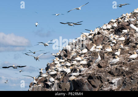 Norhern Gannett in England Stockfoto