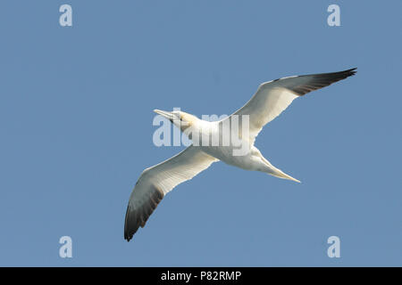 Norhern Gannett in England Stockfoto