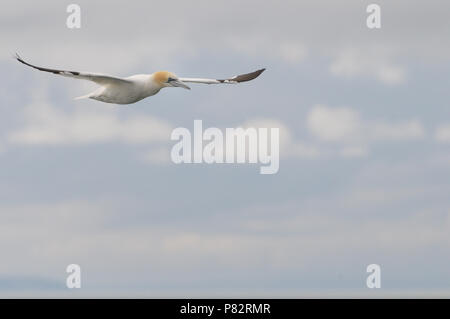 Norhern Gannett in England Stockfoto