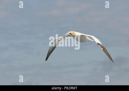 Norhern Gannett in England Stockfoto