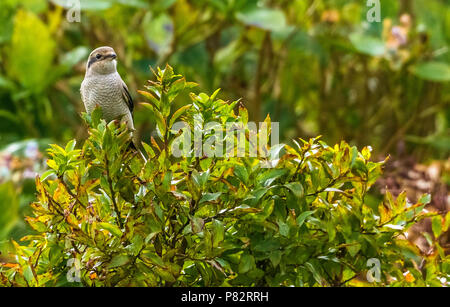 Im ersten Winter nördlichen Shrike auf Hortensien in Caldera von Corvo, Azoren, Portugal thront. 19. Oktober 2014. Erste für WP. Stockfoto