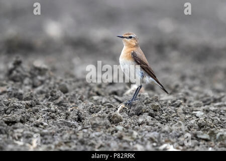 Nach weiblichen Nördlichen Steinschmätzer in der Agrarwirtschaft in Zuienkerke, Belgien. Mai 2017. Stockfoto