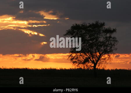 In de Avond Oderdelta; Nightfall am Oderdelta Stockfoto