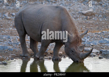 Vom Aussterben bedrohte spitzmaulnashorn Trinkwasser aus einem Teich in Etosha Stockfoto