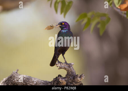 African Starling portrait Stockfoto