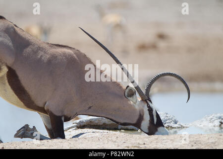 Oryx mit krummen funnt Hörner Trinkwasser aus einem Teich in Etosha Stockfoto