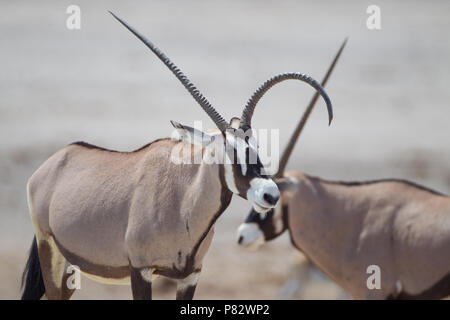 Oryx mit krummen funnt Hörner in Etosha Stockfoto