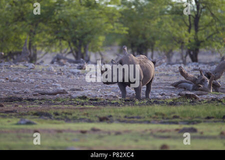 Vom Aussterben bedrohten Spitzmaulnashörner in üppigen Etosha Wildnis Stockfoto