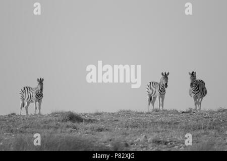 Drei Zebras in der Etosha Plains Stockfoto