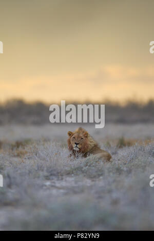 Lion Portrait bei Sonnenuntergang im Etosha National Park Stockfoto