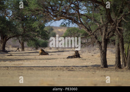 Zwei männliche Schwarze maned Löwen in der Wüste unter den Bäumen der Kalahari in Kgalagadi Transfortier Park in der Wildnis Stockfoto