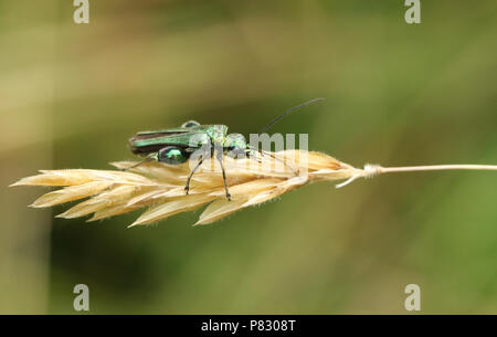 Eine hübsche männliche Geschwollen - thighed Käfer (Oedemera nobilis) hocken auf einem grassamen Kopf. Stockfoto