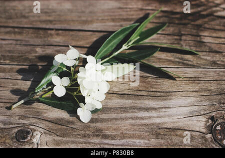 Styled Foto. Feminine floral Still life Komposition. Nahaufnahme des grünen Olivenzweig und weiße Hortensie Blumen liegen auf dem alten Holztisch, v Stockfoto