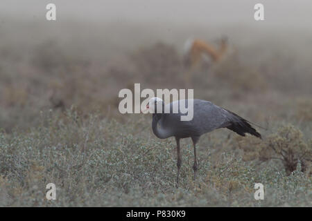 Blue Crane während eines Sturms im Etosha National Park Stockfoto