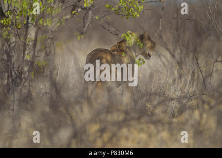 Lion im Stealth Modus im Busch von Etosha Stockfoto
