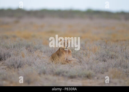 Etosha Löwin im Etosha Ebene Stockfoto