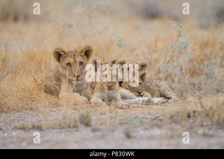 Cute Baby Lion Cubs Geschwister in der Wildnis Stockfoto