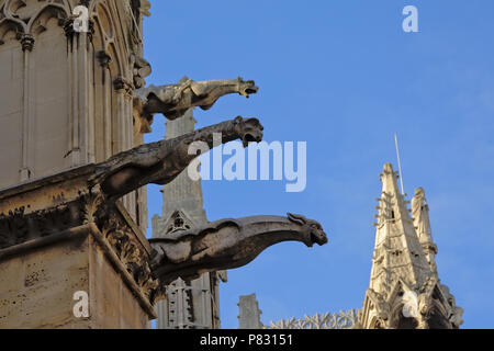 Wasserspeier, Detail der Kathedrale von Notre Dame de Paris an einem sonnigen Tag mit blauen Himmel Stockfoto