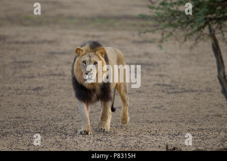 Männliche schwarze maned Kalahari Wüste Lion im Busch Stockfoto