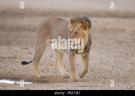 Juvenile männliche Löwe in Etosha Stockfoto