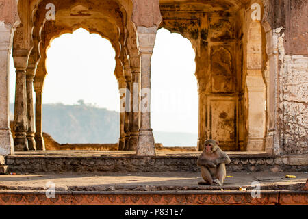 Ein Affe sitzt vor dem Monkey Tempel (galtaji) bei Sonnenuntergang. Jaipur, Indien. Stockfoto