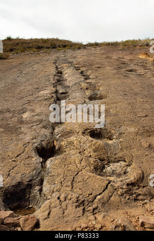 Dinosaurier: Sauropoden Fußabdrücke in Torotoro Nationalpark, Bolivien. Jun 2018 Stockfoto
