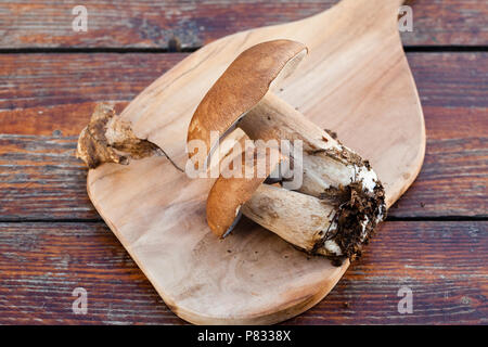 Frisch gesammelten Boletus edulis über Holz- Hintergrund. Herbst Steinpilze. Küche leckere Bio Pilz. Gourmet Essen Stockfoto