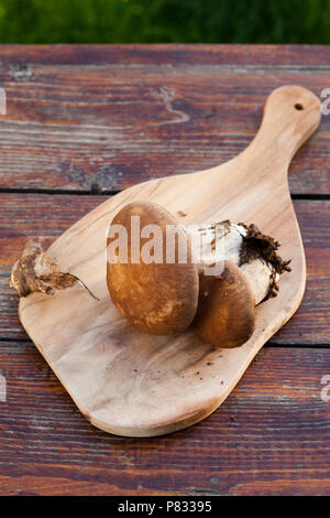 Frisch gesammelten Boletus edulis über Holz- Hintergrund. Herbst Steinpilze. Küche leckere Bio Pilz. Gourmet Essen Stockfoto